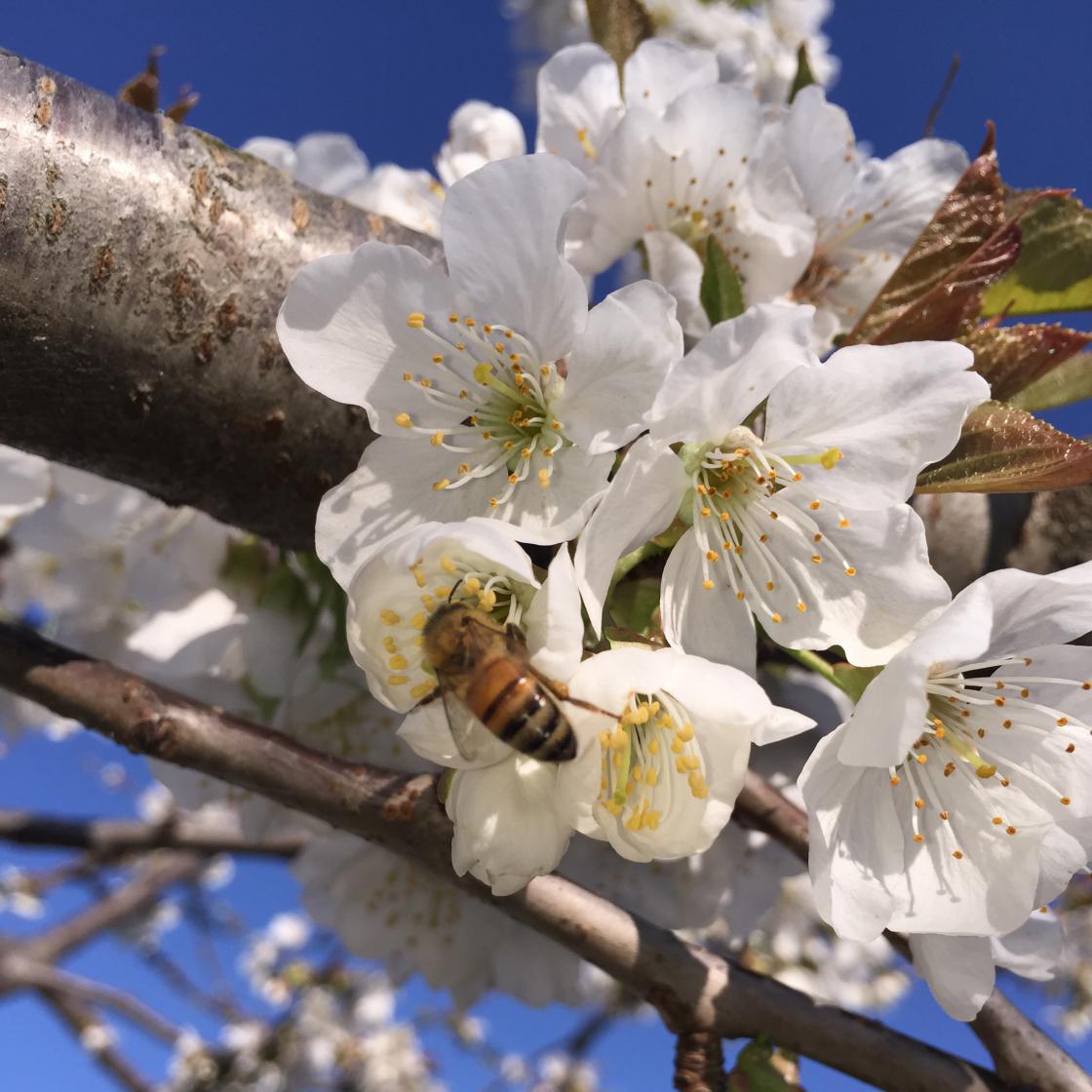 Apicoltura Mori bee and cherry blossom - online sale of honey and organic productsBee and cherry blossom
